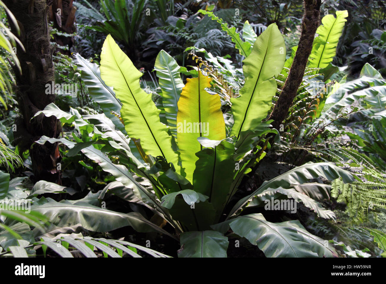 Sunlit Bird`s nest fern leaves, large tropical plant - Botanical garden - Rainforest jungle, Stock Photo